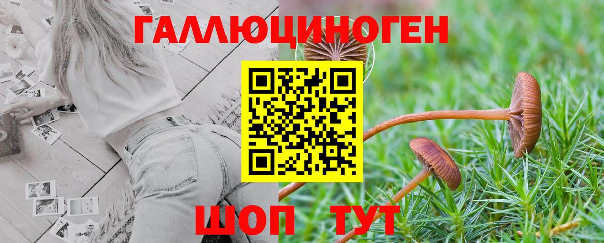 Псилоцибиновые грибы Psilocybe Лесосибирск